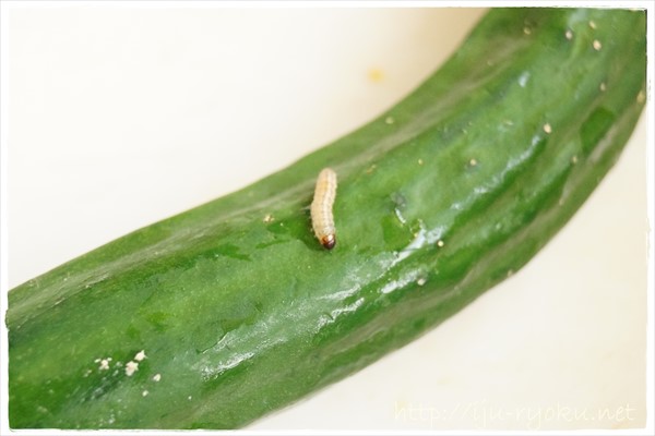 野菜についた虫